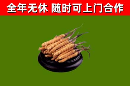 唐河回收冬虫夏草
