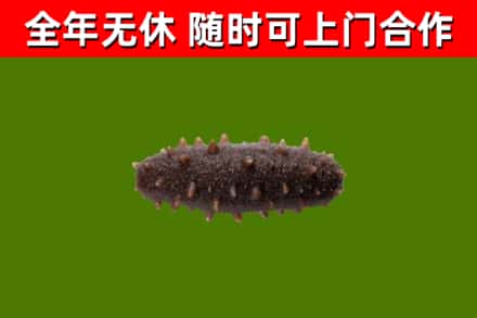 唐河回收海参干
